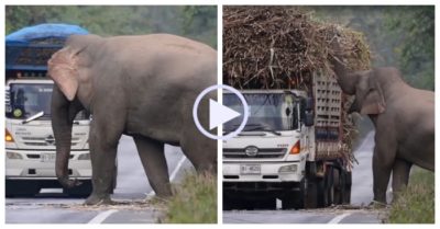 Video: Voi hoang chặn đầu xe tải để xin mía
