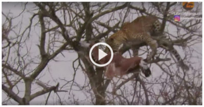 Video: Báo hoa mai liều lĩnh leo lên ngọn cây bắt đại bàng