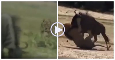 Video: Linh dương bị sư tử đực phục kích và cái kết bất ngờ