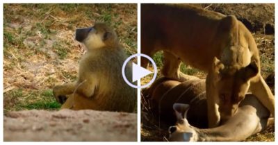 Video: Linh dương bỏ mạng dưới nanh vuốt sư tử vì tin nhầm khỉ đầu chó