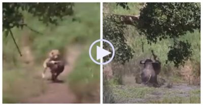 Video: Liều lĩnh săn trâu non, sư tử đực nhận bài học đắt giá