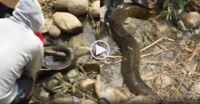 Video: Người đàn ông kêu trời vì bắt được cá chình ‘khủng’
