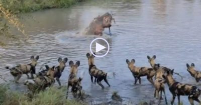 Video: Bầy chó hoang bỏ săn linh dương vì hà mã xuất hiện phá đám