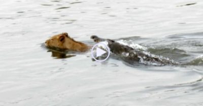 Video: Cá sấu tung cú đớp đoạt mạng sư tử giữa sông và kết cục bất ngờ