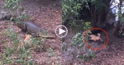 Video: Cá sấu chạy thục mạng khi bị cún con đuổi