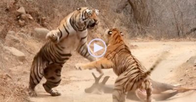 Video: Hai con hổ đối đầu, tranh nhau mồi giữa đường