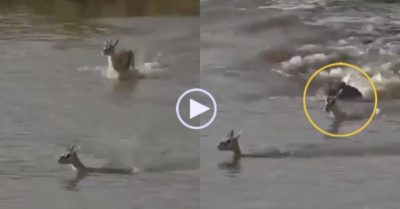 Video: Linh dương mẹ ‘hiến mạng’ cho cá sấu để cứu con