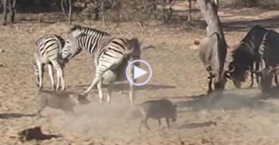 Video: Bị làm giật mình, ngựa vằn ‘tung cước’ hạ gục heo rừng
