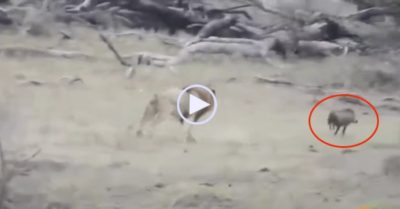 Video: Thấy bầy sư tử sắp đánh nhau, lợn rừng bật dậy phi hết tốc lực tẩu thoát