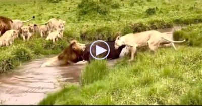 Video: Rơi vào cảnh ‘tứ bề thọ địch’, trâu rừng bị sư tử lấy mạng trong tích tắc