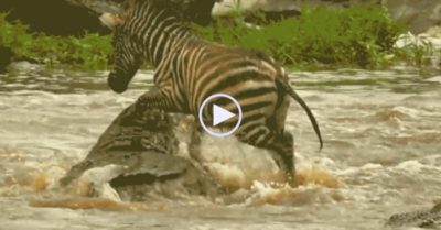 Video: Bầy ngựa vằn bước qua cá sấu ‘khổng lồ’ để vượt sông