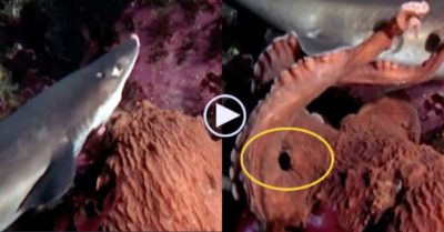 Video: Bạch tuộc ‘khổng lồ’ tung đòn lấy mạng cá mập trong tích tắc