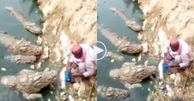Video: Người đàn ông cho bầy cá sấu bự ăn như thú cưng