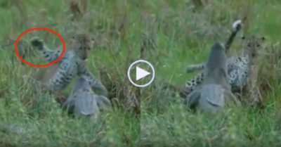 Video: Bị cướp mồi, báo đốm cả gan vung chân ‘tát’ thẳng mặt cá sấu