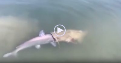 Video: Cá trê háu đói cố gắng nuốt chửng đồng loại