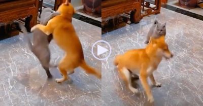 Video: Bị mèo ‘tung cước’, chó chỉ biết quay như chong chóng trêu ngươi