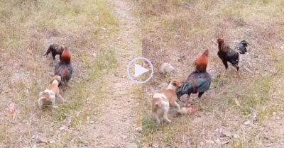 Video: Cún lăn xả cản gà trống đánh nhau và kết cục bất lực