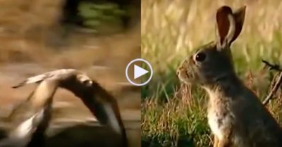 Video: Đại bàng vàng cực nhọc săn thỏ