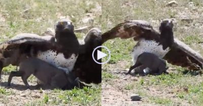 Video: Đại bàng sà xuống lấy mạng lợn rừng trong ‘nháy mắt’