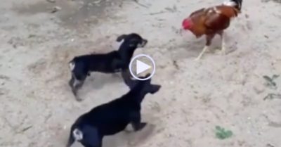 Video: Gà trống đại chiến với hai ‘Hao Thiên Khuyển’