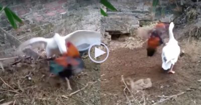 Video: Gà trống tung ‘vô ảnh cước’ khiến ngỗng tìm đường tháo chạy