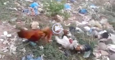 Video: Gà trống xù lông chọi ba con gà tre