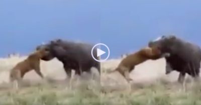 Video: Sư tử bị hà mã ngoạm đầu rồi quật xuống đất