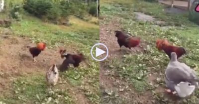 Video: Ngỗng chạy đến can ngăn hai con gà trống đại chiến