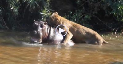 Video: Bị cơn đói hành hạ, sư tử liều mạng tấn công hà mã
