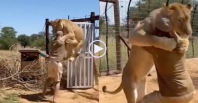 Video: Người đàn ông mở cửa thì bị sư tử vồ ngã và diễn biến bất ngờ