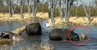 Video: Dại dột tấn công trâu rừng dưới nước, sư tử bị húc ‘thừa sống thiếu chết’