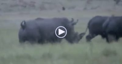 Video: Trâu rừng bị tê giác rượt đuổi, nhấc bổng khỏi mặt đất