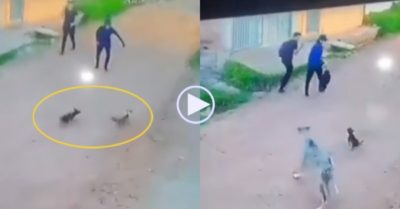 Video: Bị hai thanh niên xua đuổi, chó con gọi chó bố ra đe doạ