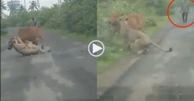 Video: Sư tử ngoạm cổ bò nhà giữa đường và màn giải cứu của chủ nhân