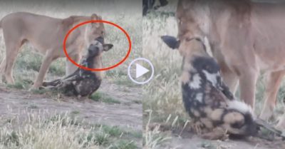 Video: Bị sư tử ngoạm chặt cổ, chó hoang tung chiêu giả chết siêu đẳng