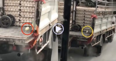 Video: Gà con tủi thân đứng một mình trên xe tải trứng