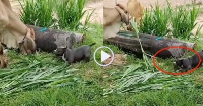 Video: Chó Bully nghịch ngợm giành ăn cỏ với bò
