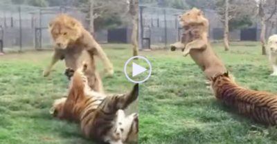 Video: Bị khiêu khích, hổ lộn ngửa tung cú tát khiến sư tử bỏ chạy