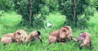 Video: Tưởng bỏ mạng dưới hàm răng sắc nhọn của sư tử, linh cẩu có màn ‘lật kèo’ khó tin