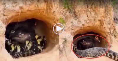 Video: Mẹ ngan khổ sở vì có ‘đứa con cá sấu’ quá to