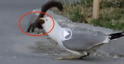 Video: Mòng biển ngấu nghiến nuốt chửng cả con sóc