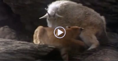 Video: Chọn nhầm con mồi, báo sư tử bị húc túi bụi