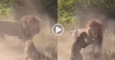 Video: Dám vào lãnh thổ của sư tử săn mồi, báo hoa mai bị quật ngã đau đớn