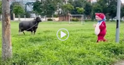 Video: Con trâu chạy té khói vì gặp ‘ếch khổng lồ lạ’