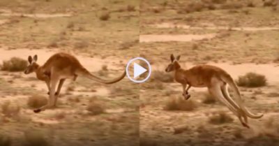 Video: Kangaroo đực Rusty tăng tốc 40km/h trốn bầy chó hoang