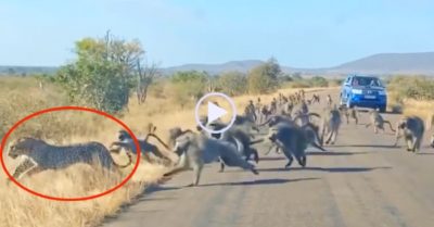 Video: Báo săn bị 50 con khỉ đầu chó lao vào đánh hội đồng