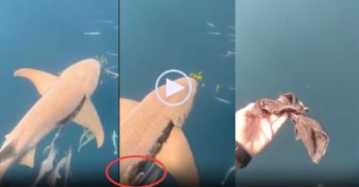 Video: Thợ lặn dũng cảm đuổi theo gỡ túi rác mắc trong mang cá mập
