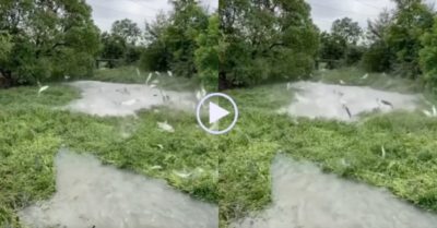 Video: Đàn cá thi nhau ‘nhảy múa’ mừng mưa lớn