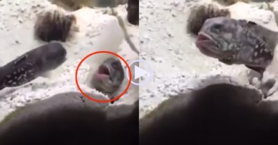Video: Thay vì ‘động tay động chân’, cá thòi lòi phun cát đánh nhau