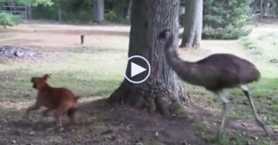 Video: Chim và chó chơi rượt đuổi nhau quanh gốc cây